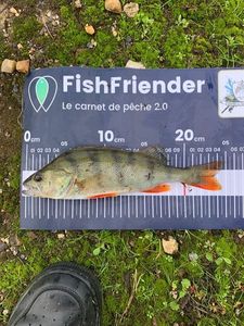 European Perch