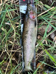 Rainbow Trout