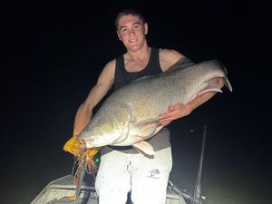 Murray Cod