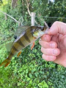 European Perch