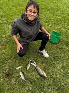European Perch