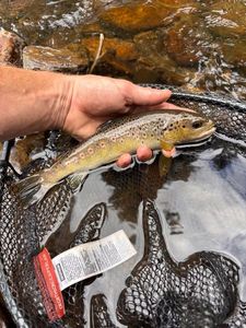 Brown Trout