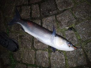Thicklip Grey Mullet