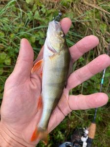 European Perch