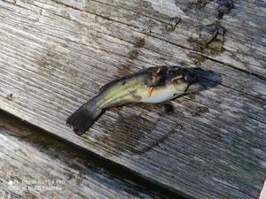 Black Bullhead