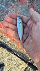 Southern Yellowtail