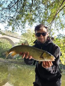 Chub