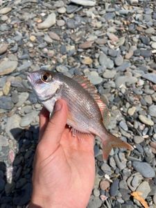 Red Porgy