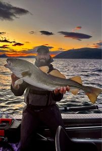 Atlantic Cod (Baltic)