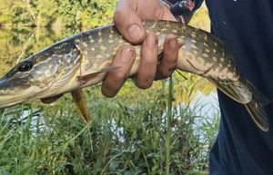 Northern Pike