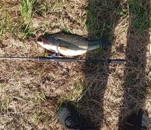 Largemouth Bass