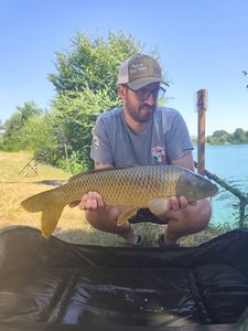 Common Carp