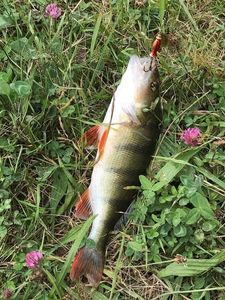 European Perch