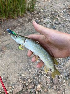 Northern Pike