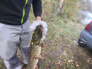 Northern Pike