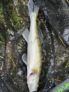 Zander