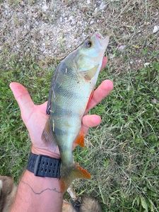 European Perch