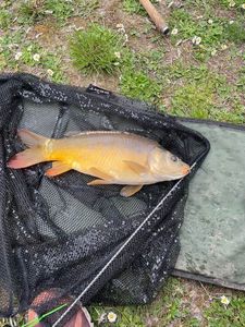 Leather Carp