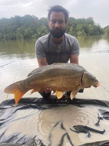 Mirror Carp