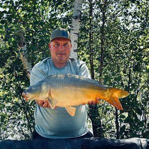Mirror Carp