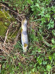 Brown Trout