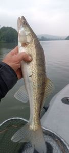 Zander