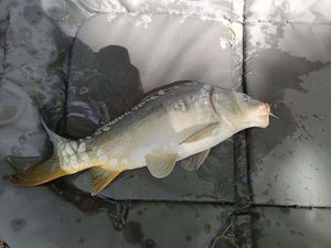 Leather Carp