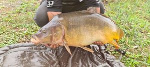 Mirror Carp
