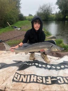 Sturgeon