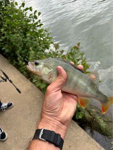 European Perch
