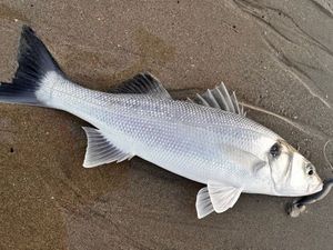 European Bass (Seabass)