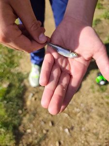 Common Minnow