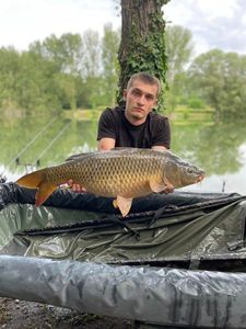 Common Carp