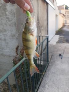 European Perch