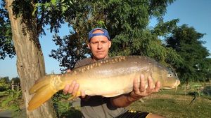 Mirror Carp