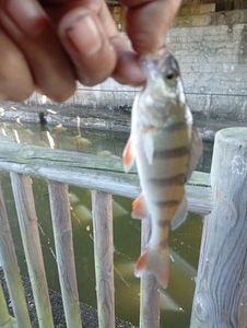 European Perch