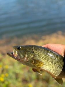Largemouth Bass