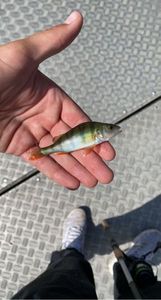 European Perch