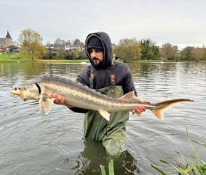 Danube Sturgeon