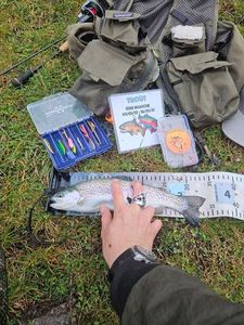 Rainbow Trout