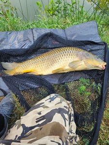 Common Carp
