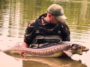 Starry Sturgeon