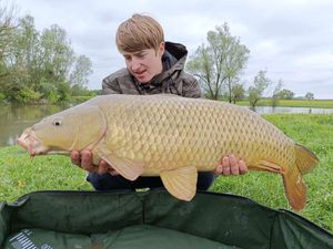 Common Carp