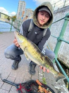 Zander