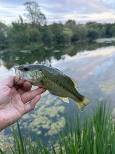 Largemouth Bass