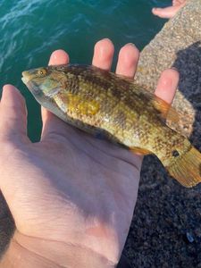 Ballan Wrasse