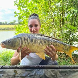 Mirror Carp