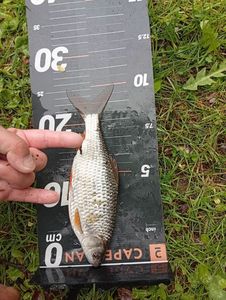 Roach