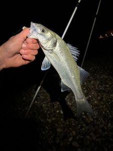 European Bass (Seabass)
