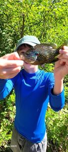 Green Sunfish